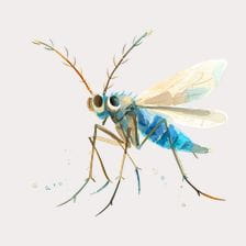 Watercolor Blue Fly Clipart