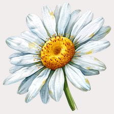 cute daisy clipart
