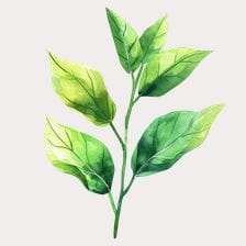 green leaves clipart