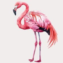 flamingo clipart