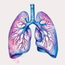 watercolor lungs painting clipart