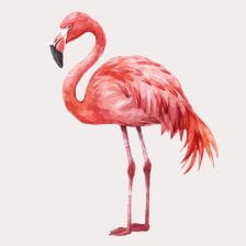 watercolor flamingo clipar