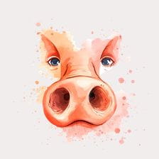 Funny Pig Watercolor Nose Clipart
