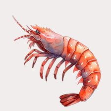 Red watercolor shrimp clipart