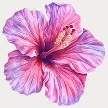 Watercolor Pink Hibiscus Flower Clipart