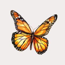 Orange Butterfly Watercolor Clipart