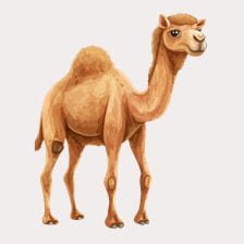 Adorable Desert Camel Clipart