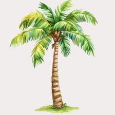 Single Watercolor Palm Tree Clipart