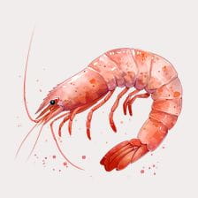 cute Shrimp Clipart