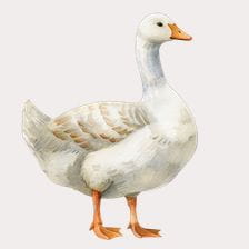 Cute Watercolor Goose Clipart