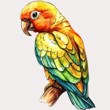 watercolor parrot clipart