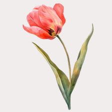 pink tulip clipart