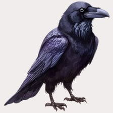 majestic black raven clipart