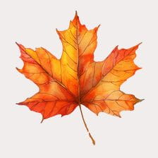 Watercolor Autumn Maple Leaf Clipart