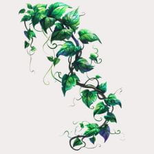 cute vine plant clipart
