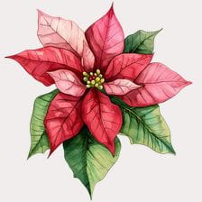 poinsettia clipart