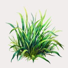 natural grass clipart