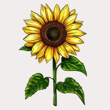 cute sunflower clipart