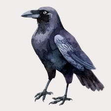 black crow clipart