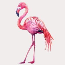 Pink Flamingo Watercolor Illustration Clipart