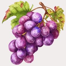 purple watercolor grapes bunch clipart