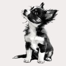 Adorable Black and White Chihuahua Puppy Clipart