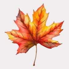 red maple leaf watercolor clipart