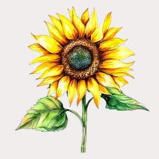 sunflower with leaves clipart